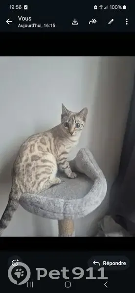 Chat perdu, Rue de Verdun, Tremblay-en-France - blanche à rosettes - photo