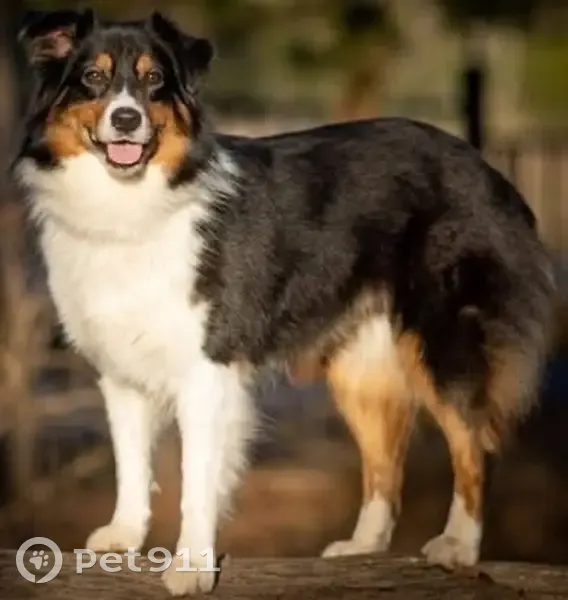 Lost dog, Bowie Circle, Corsicana - Black Tri Australian Shepherd, red collar - photo