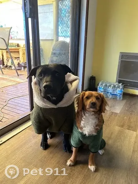 Lost dog, Mayfield Road, Goulburn Mulwaree - small brown with white chest - photo