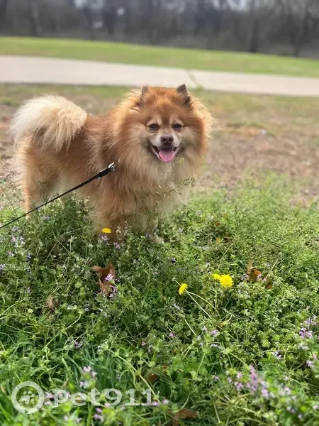 Lost male dog, Coventry Drive, Grand Prairie - Pomeranian with brown eyes - photo