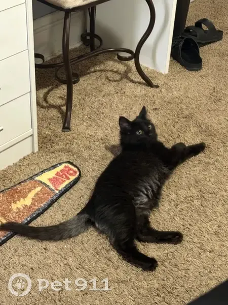 Lost cat, East Market Street, Lisbon - mainly black with hazel brown eyes - photo