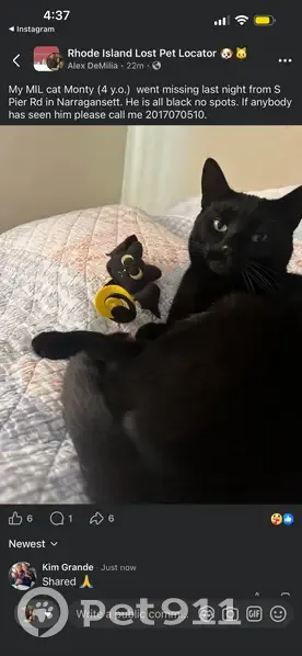 Lost cat, Narragansett, Warwick - male with yellow/green eyes - photo