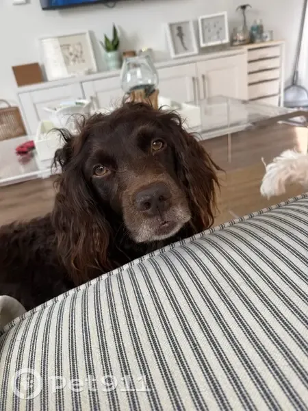 Lost female dog, Carpenter Pond Road, Raleigh - Boykin, very food motivated - photo