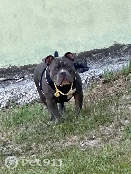 Lost dog, Dixon Boulevard, Cocoa - Grey Bullie with a white belly - photo