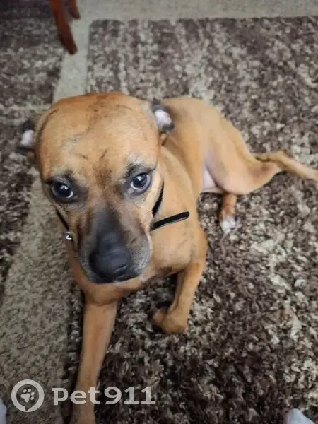 Lost dog, Indiana Avenue, Kansas City - female, brown brindle boxer - photo