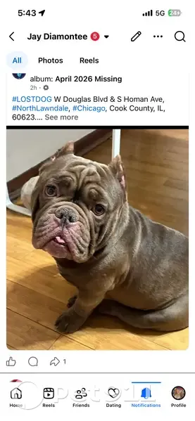 Lost male dog, West Douglas Boulevard, Chicago - brown small micro bully - photo