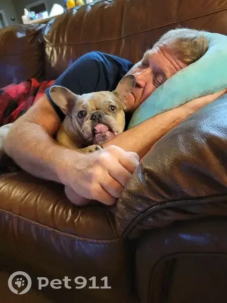 Lost dog, Davis Academy Road, Rutledge, Atlanta - Merle French bulldog - photo