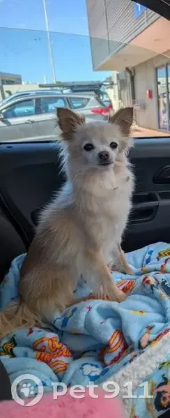 Missing dog Female, Wanneroo (al495977) - photo