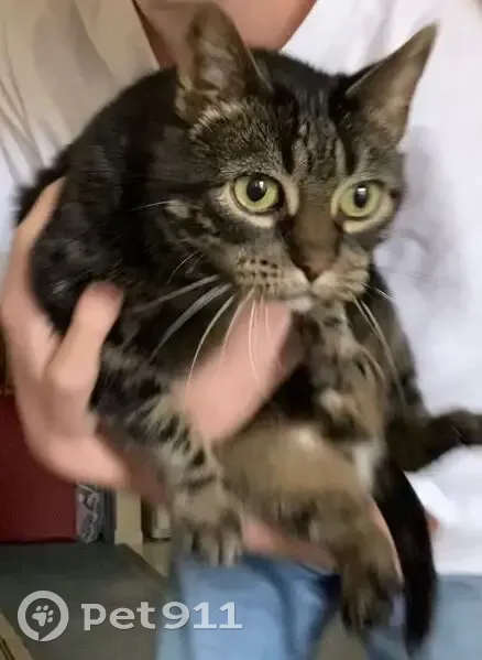 Lost female cat, Maida Vale Circle, Powell - dark colored with stripes - photo