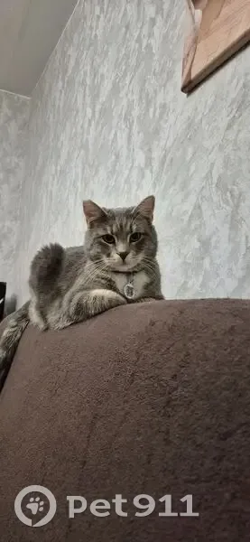 Зникла кішка, вулиця Євгена Коновальця, 1, Луцьк - сірий табі з чорним нашийником - photo