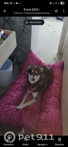 Perdido perro, Marte, 245, Celaya - husky blanca y negra - photo