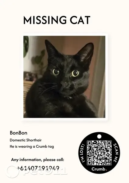 Lost cat, C142, 32, Central Coast, Ulverstone - male with blue collar - photo