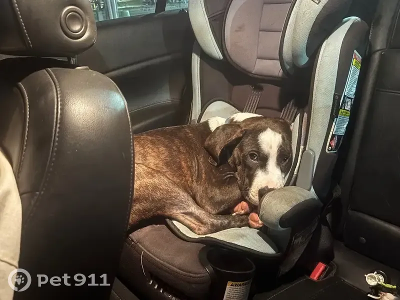 Lost male dog, Sweetbriar Road, 293, Gray Court, Simpsonville - photo