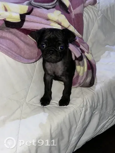 Perro perdido, Calle 21, 1155, Chelem, Progreso - pug negra - photo