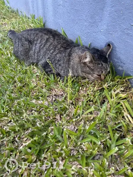 Chat trouvé, Rue Léon Dierx, Ravine des Chèvres les Hauts - tigré poils courts - photo
