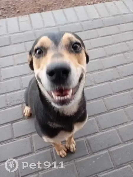 Cachorro encontrado Fêmea (brf002662) - photo