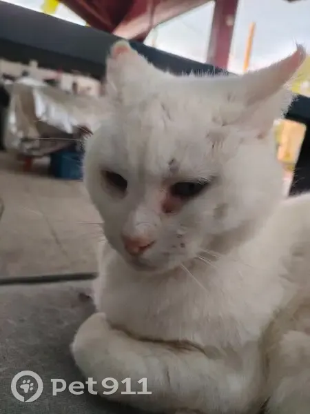Chat perdu, Āvenue de l'Ābbāye, Lahonce - femelle toute blanche - photo