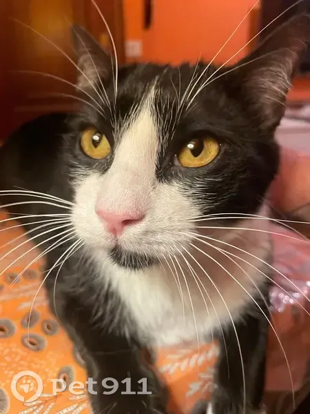 Encontrado gato, Rúa da Angustia, 22, Santiago de Compostela - muy bueno y asustadizo - photo