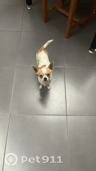 Chien perdu, parc de la cantonnière, Tourcoing - harnais noir - photo
