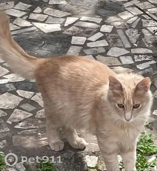 Perdido gato macho, Calle el Guerra, 83B, Granada - pelo largo y cola hermosa - photo