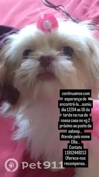 Cachorro perdido Fêmea (brl002663) - photo