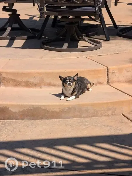 Missing dog Female, Arlington (usl535382) - photo