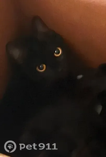 Lost cat, Pennsylvania Avenue, Augusta - black male with orange collar - photo