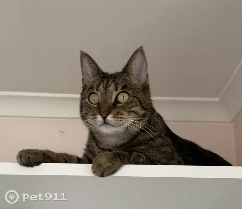 Lost female cat, Moana, McLaren Vale - tabby with black stripes - photo