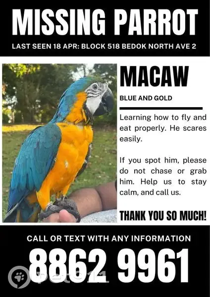 Lost bird, Bedok North Avenue 2, Singapore - male with leg rings - photo