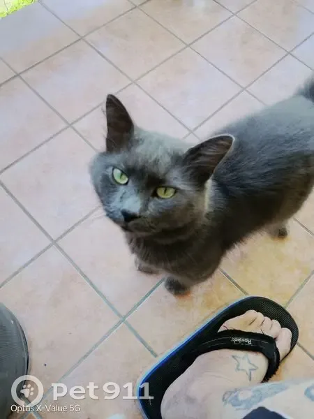 Lost cat, Station Road, Brisbane - grey, fluffy long hair - photo