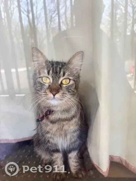 Lost female cat, South College Avenue, Newark - black, brown, and orange with white - photo