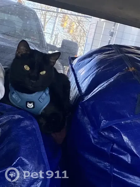 Lost cat, Augusta Road, 118, Winslow - black coat, very vocal - photo