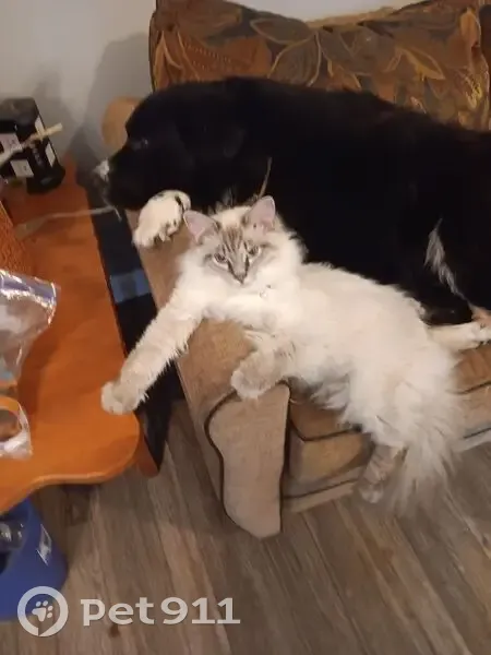 Lost cat, SR 100, Linden - white with a dark gray face - photo