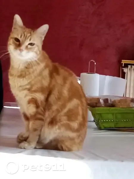 Chat perdu, Rue Parmentier, Grenoble - mâle roux tigré - photo