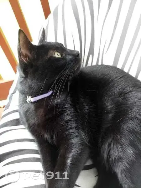 Lost cat, West 108th Street, Overland Park - male named Vasco - photo