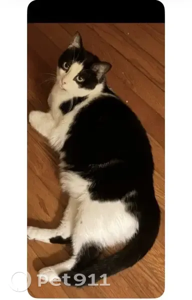 Missing cat Female, Dallas (usl535393) - photo