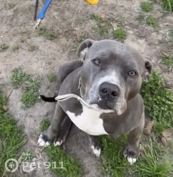 Lost dog, Glendora Street, Houston - photo