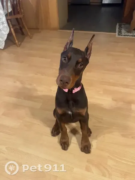 Lost dog, Barney Road, Fort Smith - female with cropped ears - photo