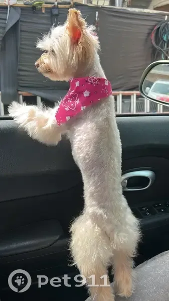 Lost female dog, West Iowa Street, Chicago - photo