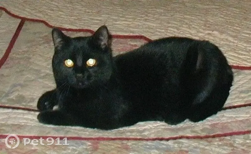 Lost cat, Providence Road, Whitinsville - neutered male with yellow eyes - photo