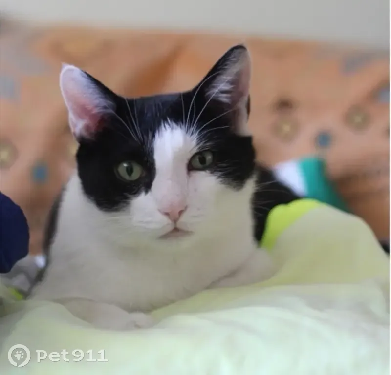 Lost cat, Sharon Avenue, Chelmsford - black and white male - photo