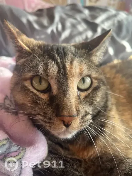 Lost female cat, Rappolla Street, 820, Baltimore - gray, black, and tan - photo