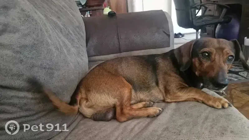 Lost dog, Morgan Avenue, Pretoria - male named Buksie - photo