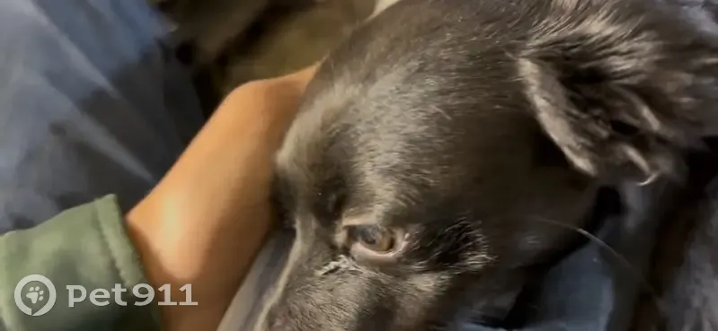 Lost dog, New York, Manhattan - all black Chihuahua dachshund mix - photo