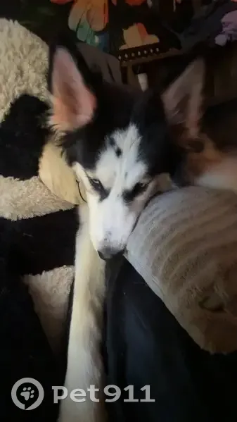 Lost dog, Vilonia, Arlington - male with red-dyed tail and ears - photo