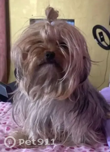 Perdido perro, Calle Lilas, 203, Tijuana - hembra pequeña de color dorado - photo