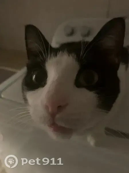 Lost cat, Geneva Street, Castroville, San Antonio - tuxedo with white paws - photo