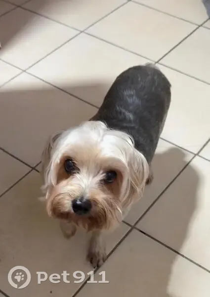 Cachorro perdido Macho (brl002666) - photo