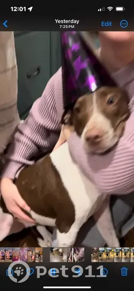 Lost dog, Church Lane, Middle Island - brown and white with hazel eyes - photo