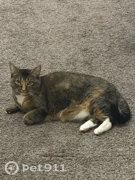 Missing cat Female, Edmond (usl535403) - photo
